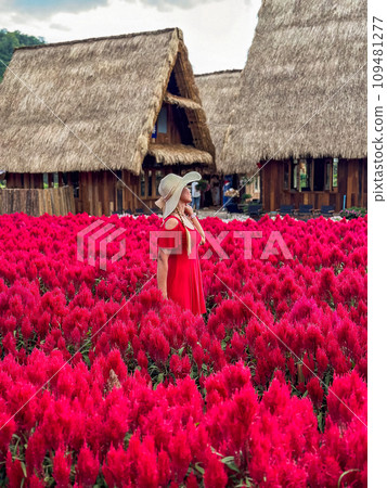 Flower garden, Hokkaido park in Khao Yai, Thailand 109481277