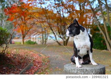 Profile of Mighty the Boston Terrier sitting under the autumn leaves in Moroyama Town 109481321
