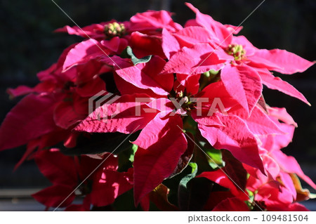 窗台上的粉紅色一品紅 109481504