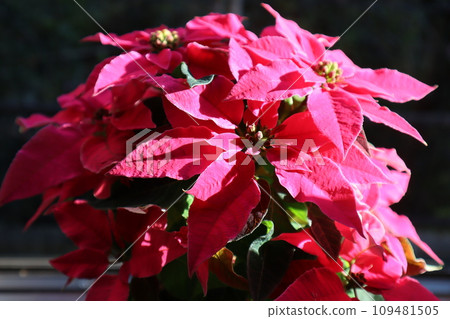 窗台上的粉紅色一品紅 109481505