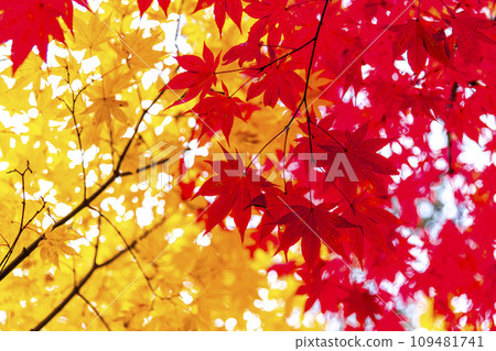 detail of foliage in japan 109481741