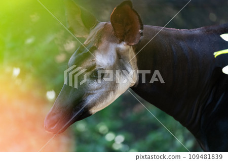 Okapi Okapi 109481839