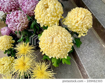 Potted chrysanthemums in full bloom (exhibited at "Mikawa Chrysanthemum Festival Chrysanthemum Exhibition") <Sugou Shrine/Okazaki City, Aichi Prefecture> 109482383
