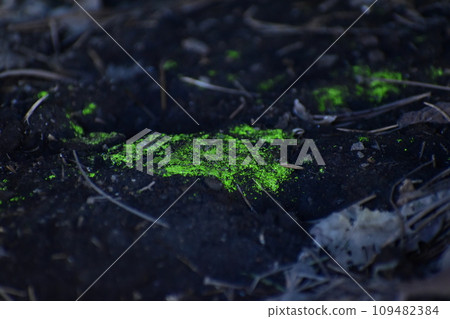 Hikarigogake 109482384