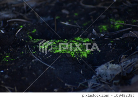 Hikarigogake 109482385