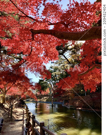 Autumn leaves (Higashi Park (Gourd Pond)/Okazaki City, Aichi Prefecture) 109482404