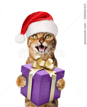 A joyful cat in a Santa hat smiles and holds a gift in his paws. A joyful cat in a Santa hat smiles and holds a gift in his paws. 109482425