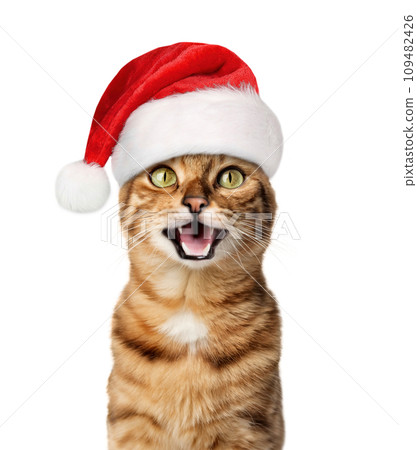 A joyful cat in a Santa hat smiles. 109482426