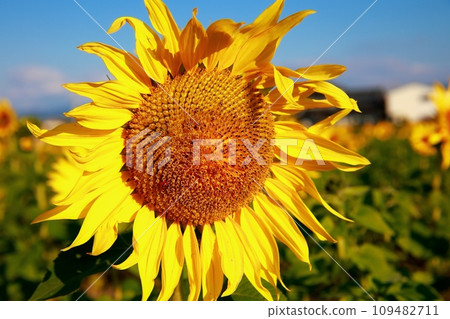 充滿能量的向日葵 109482711