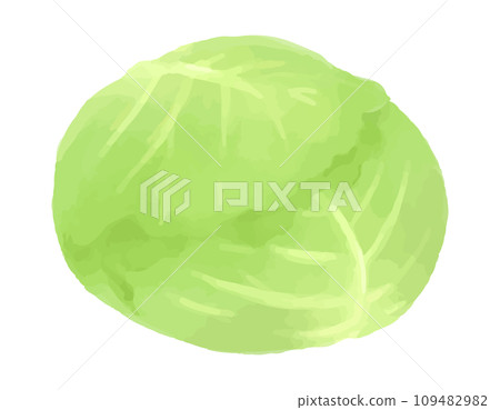 Hand-drawn style illustration of cabbage Hand-drawn style illustration of cabbage 109482982