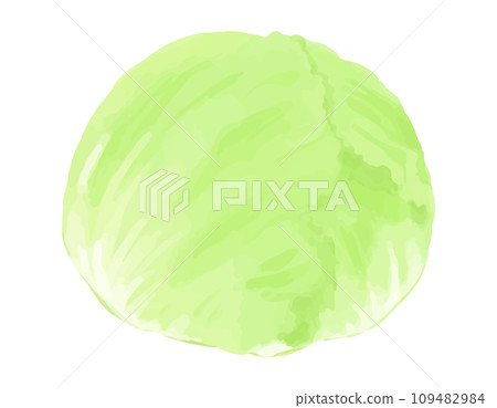 Hand-drawn style illustration of lettuce 109482984