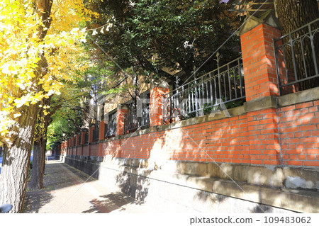 本鄉通的磚柵欄和銀杏樹 109483062