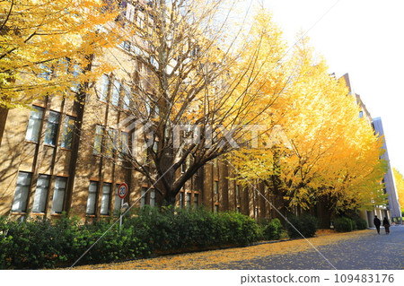 東京大學的銀杏樹 東京大學的銀杏樹 109483176