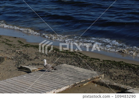 Lone bird on the beach walking Lone bird on the beach walking 109483290