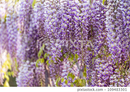 Blooming Wisteria Sinensis with classic purple flowers in full bloom in drooping racemes against the sky. Garden with wisteria in spring. 109483301