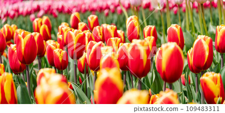 Orange tulips spring blossoming, bokeh flower background, pastel and soft floral card, selective focus 109483311