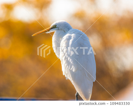 Close-up of a great egret perched on a handrail 109483330