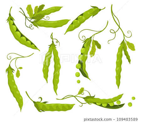 Green pea pods. Vegetable icon set. Element for packaging and menu design. Natural green healthy eco products. Vector illustration Green pea pods. Vegetable icon set. Element for packaging and menu design. Natural green healthy eco products. Vector illustration 109483589