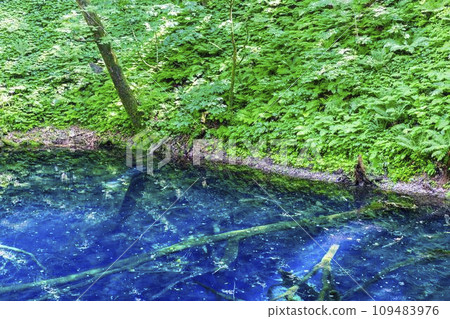 Aoike Pond in Shirakami Mountains, Fukaura Town, Aomori Prefecture Aoike Pond in Shirakami Mountains, Fukaura Town, Aomori Prefecture 109483976