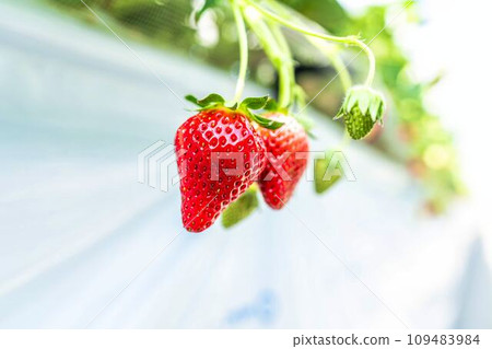 Red strawberry fruit House strawberry strawberry picking Yamamoto Town, Miyagi Prefecture 109483984
