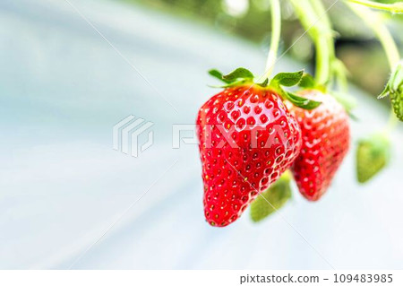 Red strawberry fruit House strawberry strawberry picking Yamamoto Town, Miyagi Prefecture Red strawberry fruit House strawberry strawberry picking Yamamoto Town, Miyagi Prefecture 109483985