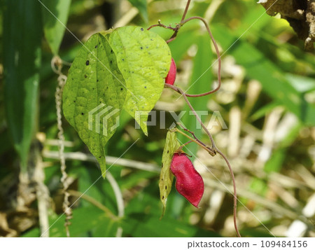 red berries red berries 109484156