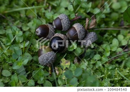 Acorn Acorn 109484540