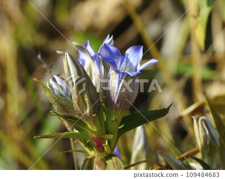 秋花龍膽 秋花龍膽 109484683