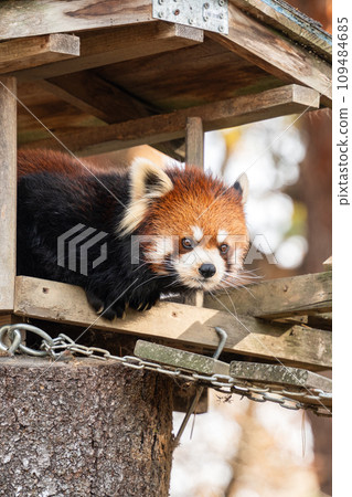日本 動物園 小熊貓 紅熊貓 red panda レッサーパンダ 109484685