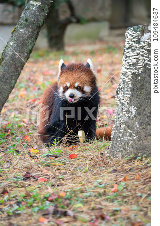 日本 動物園 小熊貓 紅熊貓 red panda レッサーパンダ 109484687
