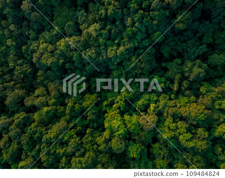 Aerial top view of green trees in forest. Drone view of dense green tree captures CO2. Green tree nature background for carbon neutrality and net zero emissions concept. Sustainable green environment. Aerial top view of green trees in forest. Drone view of dense green tree captures CO2. Green tree nature background for carbon neutrality and net zero emissions concept. Sustainable green environment. 109484824