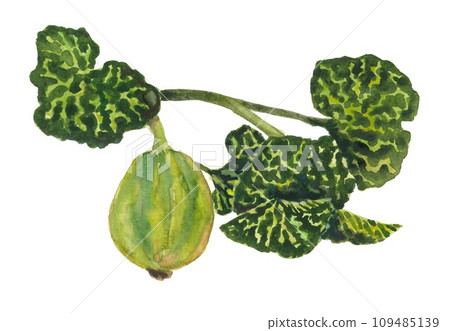 Watercolor hand drawn green pumpkin Watercolor hand drawn green pumpkin 109485139