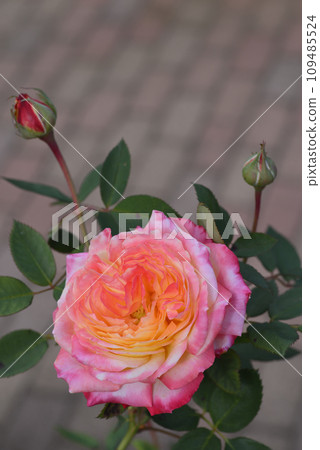 Rose (miramare) 109485524