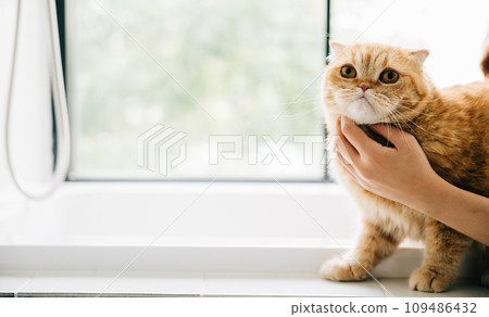 An adult woman finds happiness in her bathroom, relaxing in the tub with her beloved Scottish Fold cat, creating a portrait of owner-pet love. An adult woman finds happiness in her bathroom, relaxing in the tub with her beloved Scottish Fold cat, creating a portrait of owner-pet love. 109486432