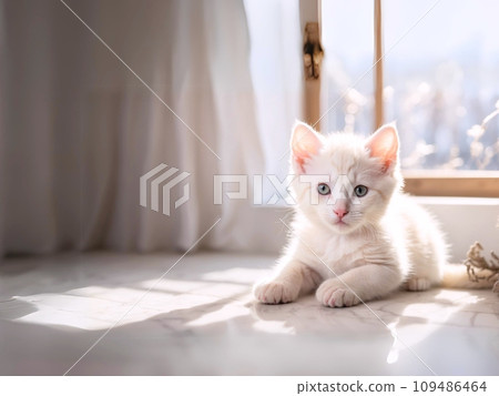 A white cat lying face down near the window in the room A white cat lying face down near the window in the room 109486464