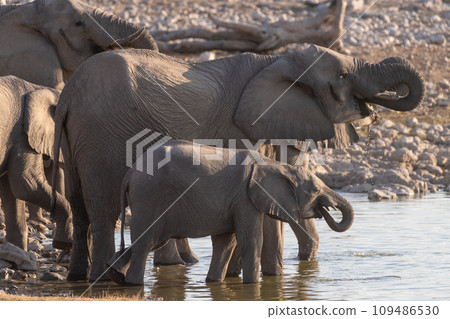 Bathing Elephants in Etosha 109486530