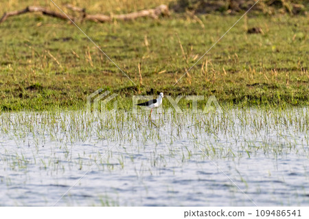 Black-winged stilt in the Okavango Black-winged stilt in the Okavango 109486541