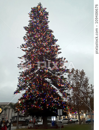 Christmas tree with lights in Coronado. 109486676