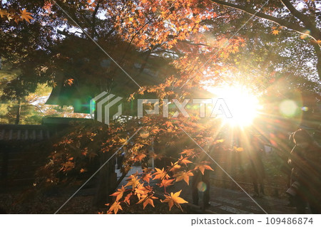 Autumn leaves at Kuhonbutsu Joshinji Temple in Setagaya Ward 109486874