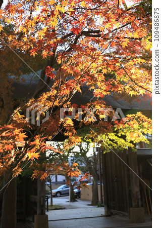 Autumn leaves at Kuhonbutsu Joshinji Temple in Setagaya Ward 109486875