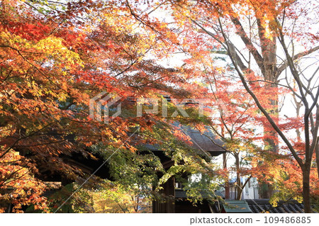 Autumn leaves at Kuhonbutsu Joshinji Temple in Setagaya Ward 109486885