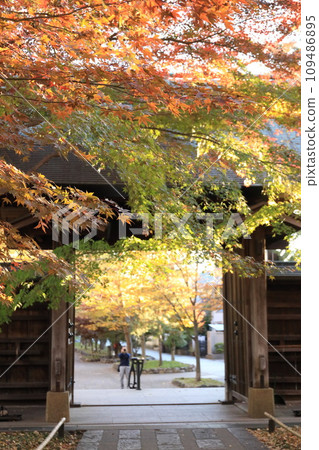 世田谷區九本佛上心寺的秋葉 109486895