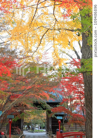 世田谷區九本佛上心寺的秋葉 109486896