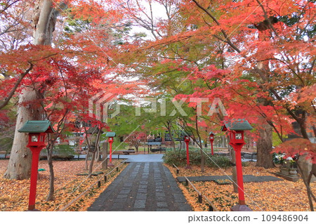 世田谷區九本佛上心寺的秋葉 世田谷區九本佛上心寺的秋葉 109486904