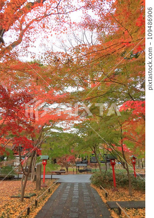 世田谷區九本佛上心寺的秋葉 世田谷區九本佛上心寺的秋葉 109486906