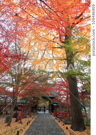世田谷區九本佛上心寺的秋葉 世田谷區九本佛上心寺的秋葉 109486909