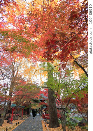 世田谷區九本佛上心寺的秋葉 世田谷區九本佛上心寺的秋葉 109486910