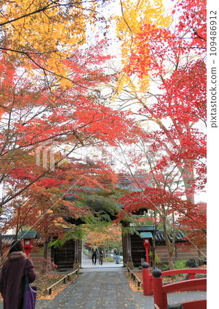 世田谷區九本佛上心寺的秋葉 世田谷區九本佛上心寺的秋葉 109486912