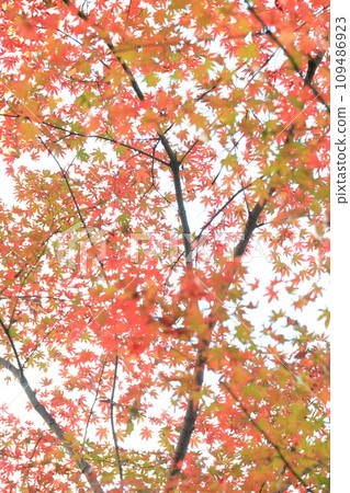 Autumn leaves at Kuhonbutsu Joshinji Temple in Setagaya Ward 109486923