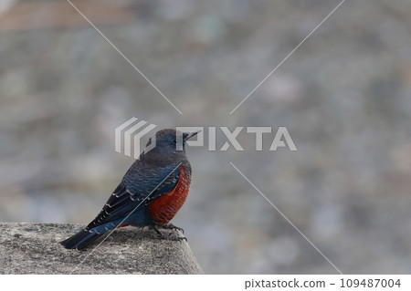 Bulbul Bulbul 109487004